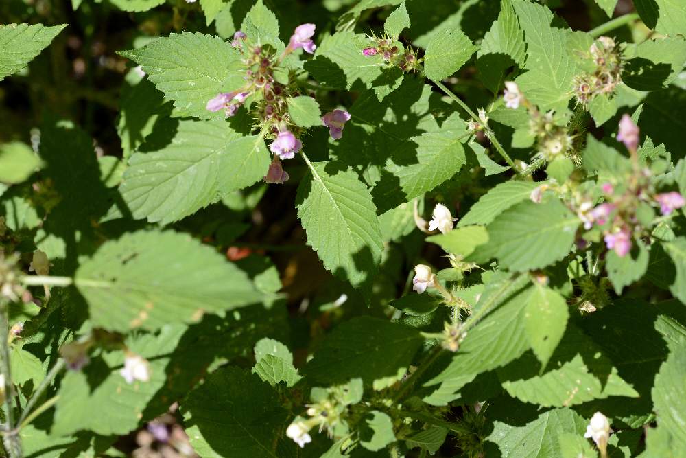 Galeopsis terzo da ID.